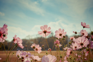 Wall Mural - cosmos flower blossom in garden