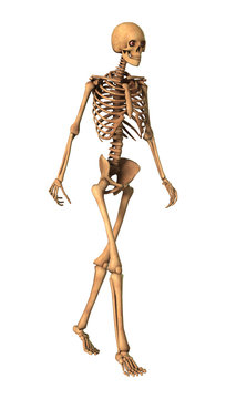 3D Rendering Human Skeleton on White