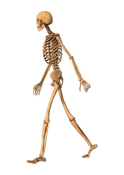 3D Rendering Human Skeleton on White