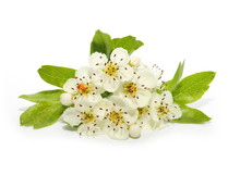 The Hawthorn (Crataegus Oxyacantha) Flower. The Total Complex Of Plant Constituents Is Considered Valuable As A Remedy For Those With Circulatory And Cardiac Problems.