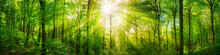 Wald Panorama Mit Grünen Buchen Und Schönen Sonnenstrahlen