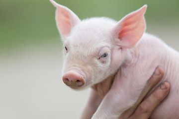 farmer holding young pig