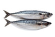 Pair of a mackerel, isolated on a white.