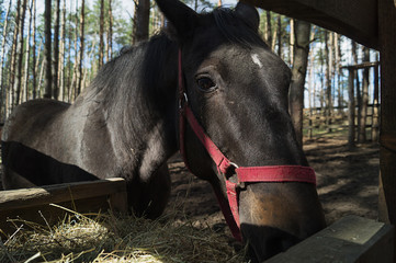 A portrait of horse, chewing hay,spting day.