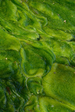 Spring Green Algae Abstract