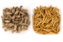 Fried crickets molitors locusts insects