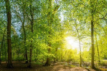Poster - Lichtung im Wald mit Bach und Sonne