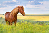 Fototapeta Konie - Red horse with long mane in flower field against sky