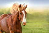 Fototapeta Konie - Beautiful red horse with long mane portrait in motion