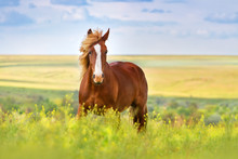 Red Horse With Long Mane In Flower Field Against Sky