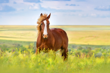 red horse with long mane in flower field against sky