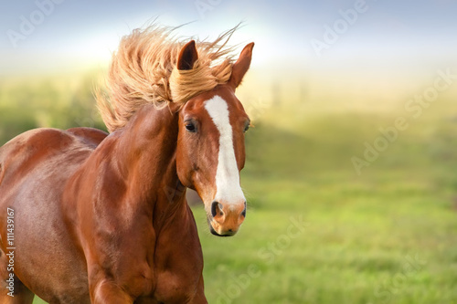 Fotografía Beautiful red horse with long mane portrait in motion