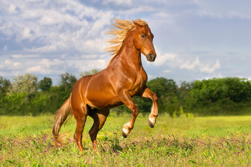 Wall Mural - Red horse with long mane rearing up outdoor