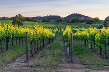 Sunset In The Vineyards Of Sonoma County, California