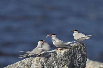 Birds courtship Common Tern. Adult Common Terns (Sterna hirundo).