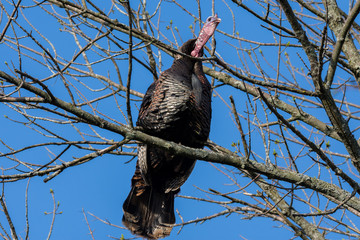 Wild Turkey