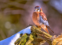 American Kestrel On A Tree With Snow