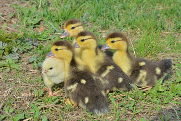 Wall Mural - Small chicken and ducklings 2