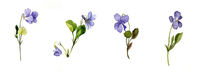 watercolor blue wild flowers