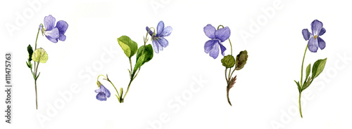 Fotografía watercolor blue wild flowers