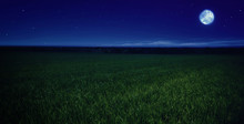Moonlit Night In Wheat Field