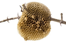 Natural Beehive Isolated On White Background And Clipping Path