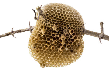 natural beehive isolated on white background and clipping path