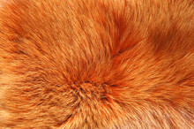 Background Red Fox Fur. Thick Red Fox Fur