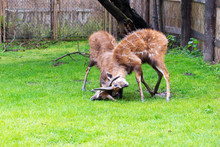 A Fight Between Two Male Antelope Sitatunga