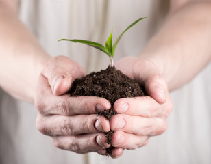 Green sprout in soil