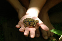 Boy Holding Leopard Tortoise Hatchling In The Palm Of His Hand