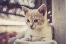 Close Up Of A Kitten Cat