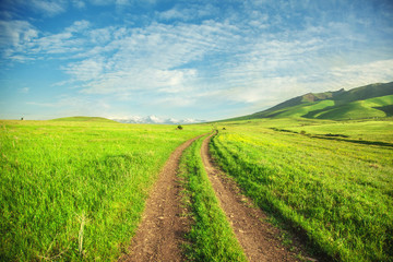 Wall Mural - way in field