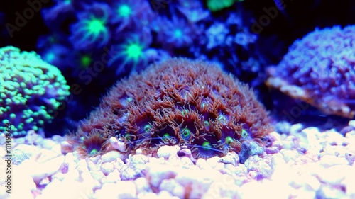 Obraz Dibond Piękny koral zoanthid