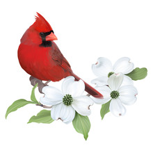 Northern Cardinal Perched On A Blooming White Dogwood.Hand Drawn Vector Illustration On Transparent Background, Realistic Representation.