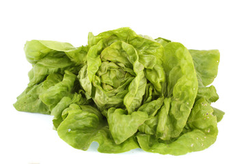 lettuce