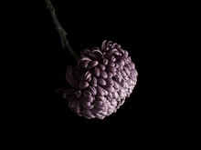 Purple Chrysanthemum Flower Against Black Background