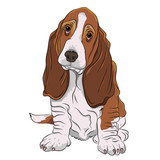 Fototapeta Dinusie - basset hound puppy realistic vector illustration isolated