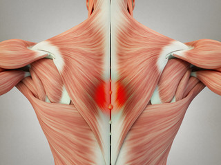 Wall Mural - Human anatomy torso back muscles, pain. 3D Illustration.