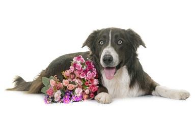 Wall Mural - brown border collie