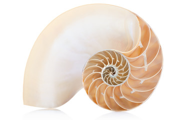 Wall Mural - Nautilus shell section on white, clipping path