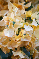 Wall Mural - bougainvillea, yellow flowers texture background
