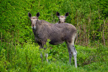 Two Young Moose On Background Deciduous Forest