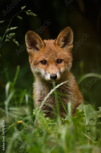 Fuchswelpe фототапет