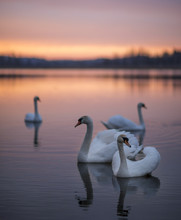 Group Of Swans On The Lake With A Mirror Reflection During The Beautiful Sunset.