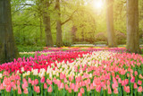 Fototapeta Tulipany - Beautiful spring flowers in Keukenhof park in Netherlands