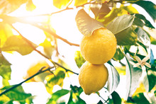 Lemon. Ripe Lemons Hanging On Tree. Growing Lemon