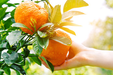 Wall Mural - gardener hand touching orange on a tree