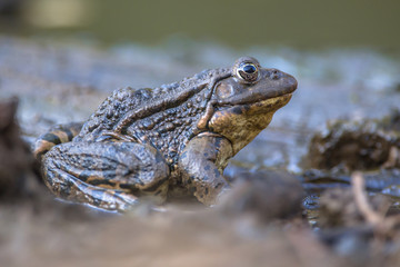 Canvas Print - Big Marsh frog