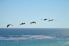 Brown Pelicans Flying Over The Ocean